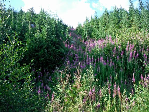 Fireweed
